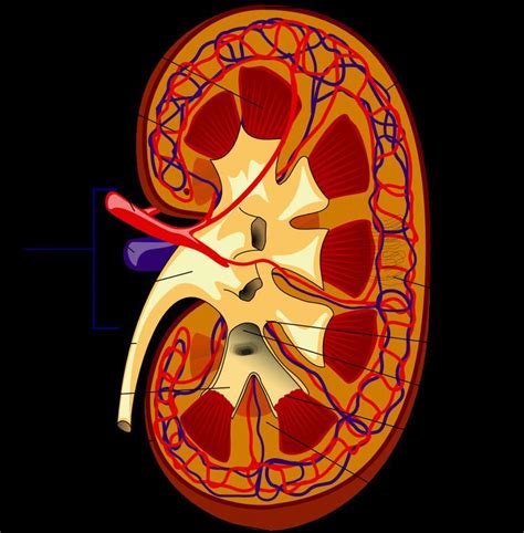 Interlobar Arteries Alchetron The Free Social Encyclopedia