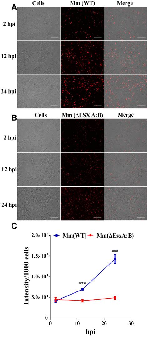 Figure From Morphology Based Classification Of Mycobacteria Infected