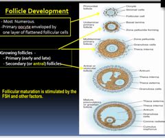 Histology Female Reproductive System Clinical Correlations