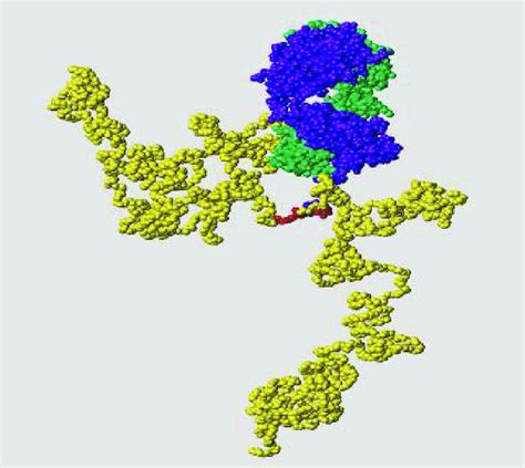 Molecular structure of certolizumab pegol (CZP) (chains of the ...