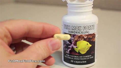 Fish Mox Forte 500 Mg Amoxicillin Fish Antibiotic Youtube