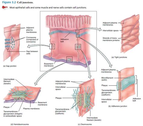 Inrercellular Junctions