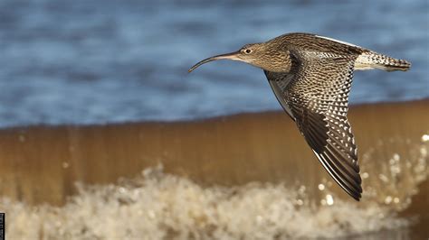 Supporting Curlew Conservation And Understanding Wader Declines Bto