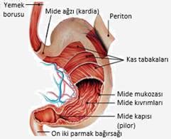 T P G Steri Zincir Midenin Kendini Koruma Mekanizmas Arkeolog Yeterli