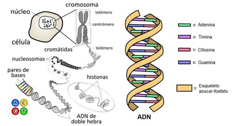 Adn Qué Es Estructura Características Funciones Y Cómo Está