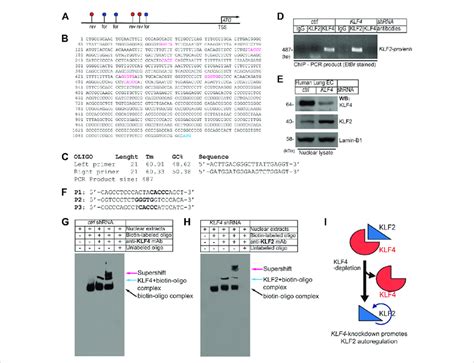 EC Klf4 Depletion Promotes Klf2 Autoregulation A Schematics Of 1 0