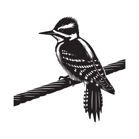 Hairy Woodpecker silhouette, Woodpecker Bird Clipart, Hairy Woodpecker