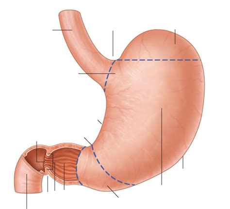 Stomach Diagram Quizlet