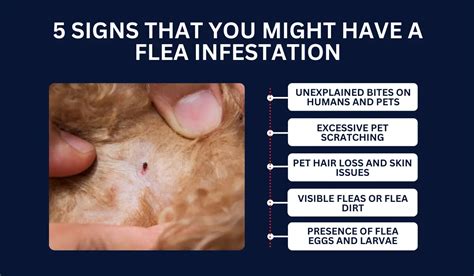 Signs That You Might Have A Flea Infestation Lajaunie S Pest Control