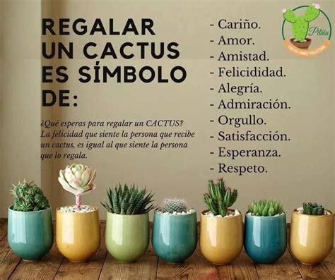 Pin De Wanda Silva En Tips Para Cultivar Cactus Y Suculentas Regalar