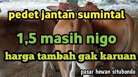 Juta Nigo Harga Sapi Jantan Pedetan Di Pasar Situbondo