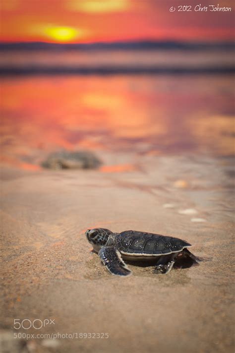 36 Best Cutest Baby Turtles Youll Ever See 500px