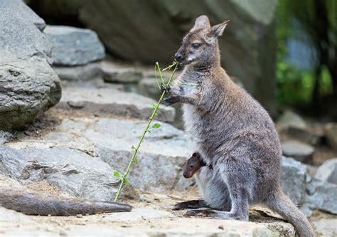 Female Of Kangaroo With Small Baby In Bag Photograph by Artush Foto ...