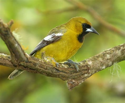 Jamaican Oriole Endemic Too Jamaica Birds Beautiful Birds Birds