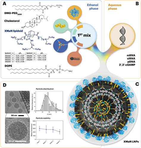 Illustration Of Development Of XMaN LNPs For Broadspectrum NA