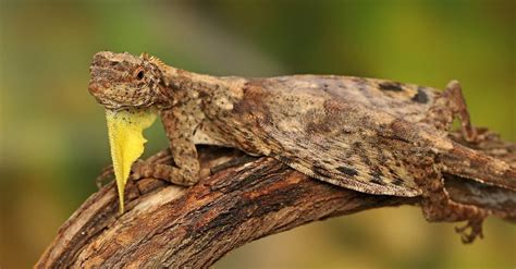 Draco Volans Lizard Pictures - AZ Animals