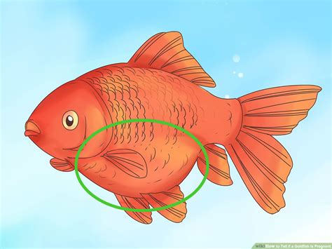 Male Goldfish And Female Goldfish Differences