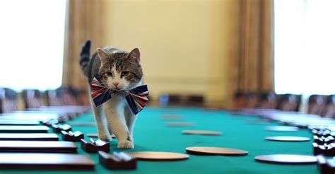 Photos Larry The Cats Years As Chief Mouser The Atlantic