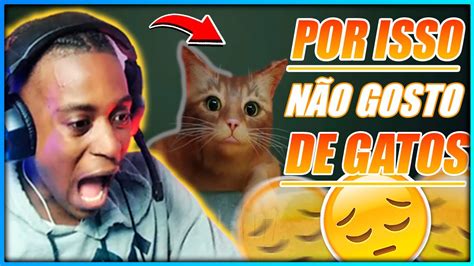 Stray Olha No Que Deu Angolano Jogando 😂😂 Stray Jogo Do Gato