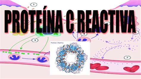 Descubre El Rango Saludable De Prote Na C Reactiva Cu Nto Es Lo