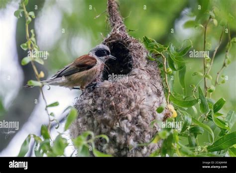 Eurasian Penduline Tit on Nest (Remiz pendulinus Stock Photo - Alamy