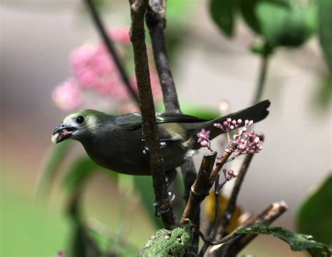 Rose-Breasted Grosbeak: Habitat, Diet, and Breeding Habits