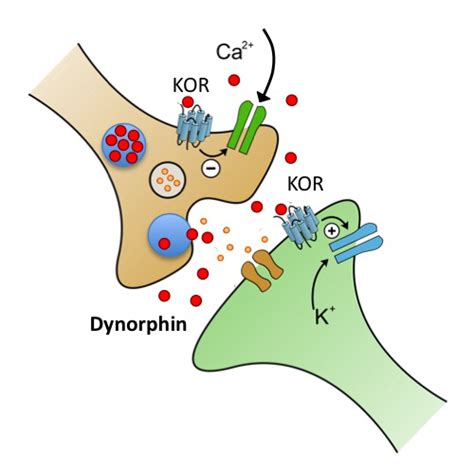 Dynorphinbased Release On Demand Gene Therapy For Drugresistant