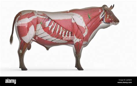anatomy musculature  res stock photography  images alamy