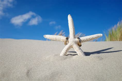 435 Wedding Rings Starfish Stock Photos Free And Royalty Free Stock