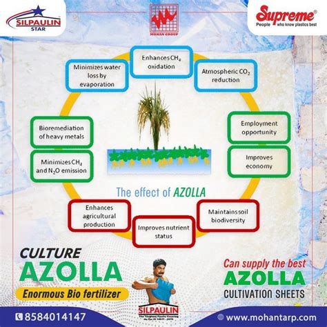 The effect of Azolla