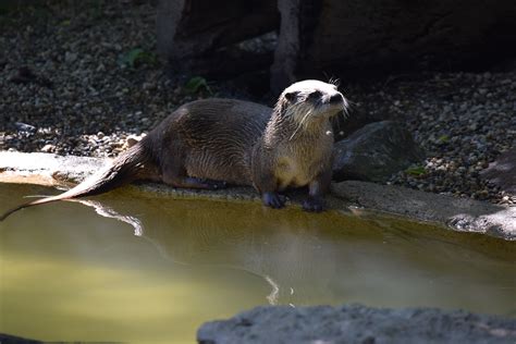 Miller Park Zoo celebrating its 125th year with a roar - Chronicle Media