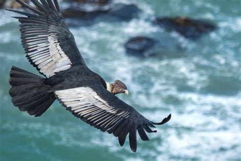 While Investigating The Feeding Interactions Of The Andean Condor