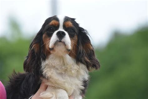 Cavalier King Charles Spaniel Elevage Du Mas Ensoleill