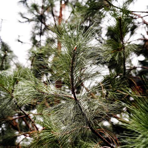 Black Hills Ponderosa Pine Trees For Sale