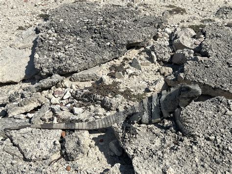 Black Spiny Tailed Iguana From Isla Mujeres Mx Qr Mx On April