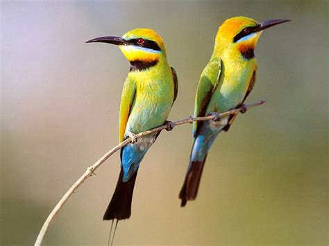 Wallpaper Nature Birds | Wallpapers Gallery