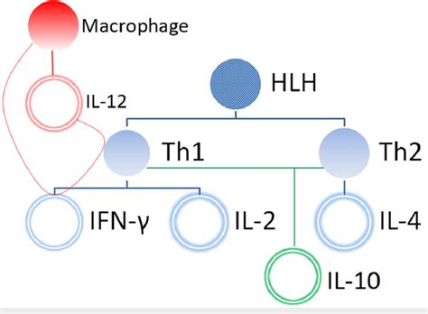 Th1 Th2 And Macrophage Paradigm Illustrating Il 2 Il 4 Ifn γ