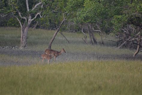 Excellent Offer with Boat Safari Package to Visit Sundarban National ...