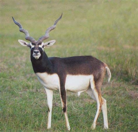 Blackbuck Antelope Hunting Adventures Australia