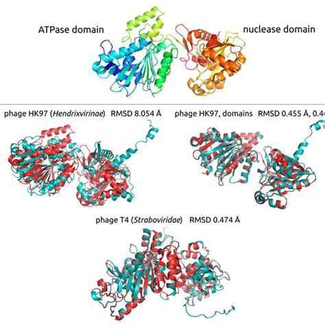 Structural models of the product of the whole genes encoding for the ...