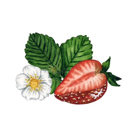 Fresh And Juicy Strawberry Half With Leaves And Flower Isolated On