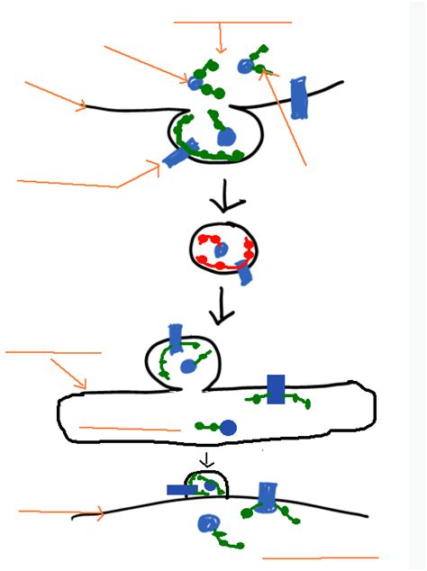 transport vesicles bio ch6 pt 1 Diagram | Quizlet