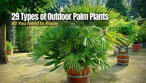 29 Types Of Outdoor Palm Plants With Pictures The Backyard Pros