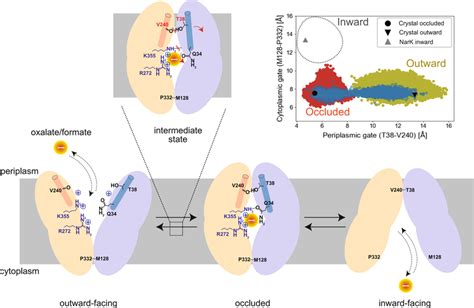 Schematic Drawing Of The Transport Process And Conformational Switching Download Scientific