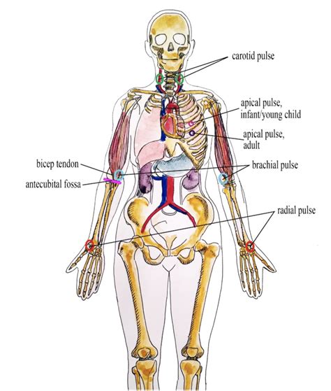 Pulse Personal Care Skills For Health Care Assistants