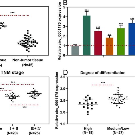 Circ0001175 Was Highly Expressed In Hcc Tissues And Cell Lines A And