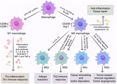 Frontiers Advances In The Regulation Of Macrophage Polarization By