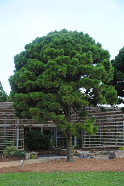 Dwarf Evergreen Trees Zone