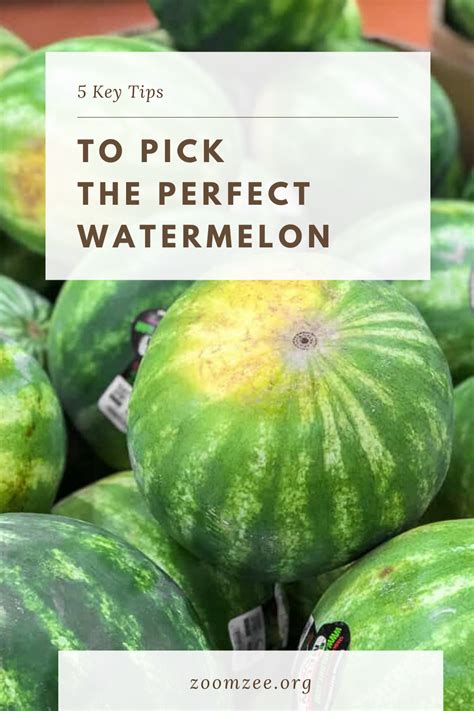 5 Key Tips To Pick The Perfect Watermelon Watermelon Picking