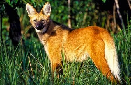 Animais De Minas Gerais - GEOGRAFIA DE MINAS GERAIS - Aminbra